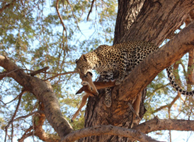 Kuyenda Bushcamp - South Luangwa